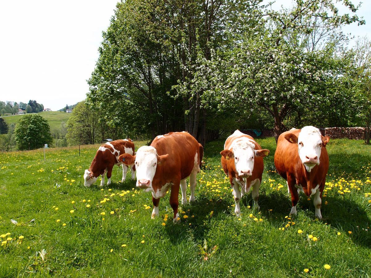 Landhotel Bayerwald Grafling Dış mekan fotoğraf